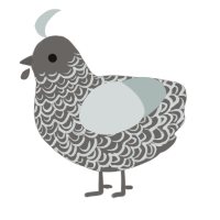 A grey and silver chicken with a double-lace pattern