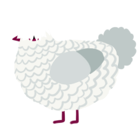 Richard, a white and silver chicken with a lace pattern
