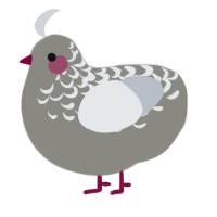 Peryl, a ash and mist chicken with a half-lace pattern