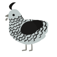 Pebbles, a silver and sable chicken with a lace pattern