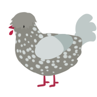A ash and silver chicken with a speckle pattern