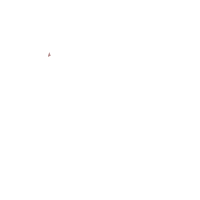 Noah, a white chicken with a half-lace pattern