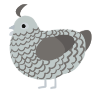 Storm, a silver and grey chicken with a lace pattern