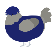 A navy and ash chicken with a head pattern