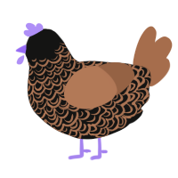 Milka, a black and brown chicken with a double-lace pattern