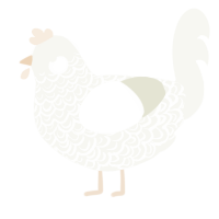 A white chicken with a double-lace pattern