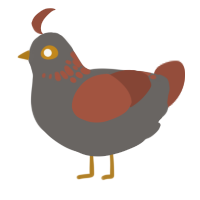 terracotta pot, a grey and russet chicken with a neck-speckle pattern