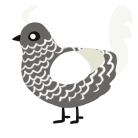 A grey and white chicken with a lace pattern