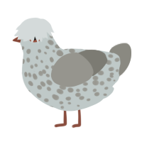 A silver and ash chicken with a speckle pattern