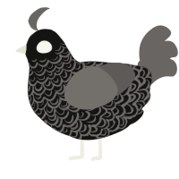 A black and grey chicken with a double-lace pattern