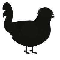 A black chicken with a speckle pattern