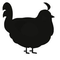 Quiescent, a black chicken