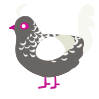 A grey and white chicken with a half-lace pattern