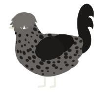 A grey and sable chicken with a speckle pattern