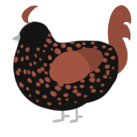 A black and russet chicken with a speckle pattern