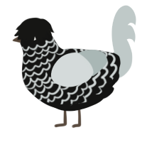 A black and silver chicken with a lace pattern