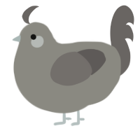 A ash and grey chicken