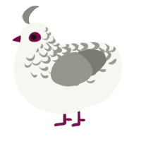 A white and ash chicken with a half-lace pattern