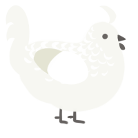 Ideals, a white chicken with a half-lace pattern