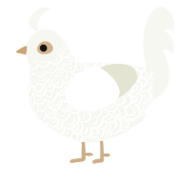 Salt, a white chicken with a double-lace pattern