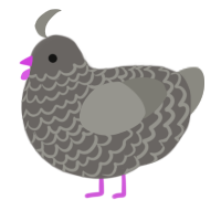 A grey and ash chicken with a lace pattern