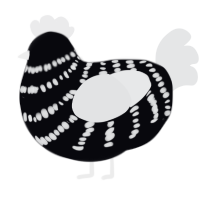 Teardrop, a white and sable chicken with a bar pattern