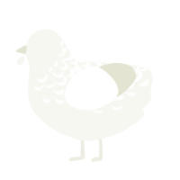 A white chicken with a half-lace pattern