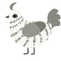 A white and ash chicken with a bar pattern