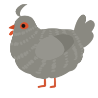 A ash chicken with a bar pattern