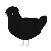A black chicken with a head pattern