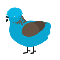 A cerulean and bark chicken with a neck-speckle pattern