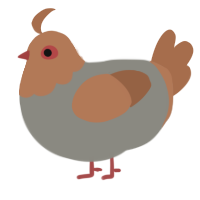 A ash and brown chicken with a head pattern