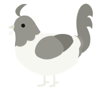 A white and ash chicken with a head pattern