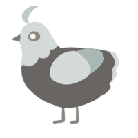 A grey and silver chicken with a head pattern