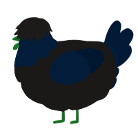 A sable and tumblr chicken with a head pattern
