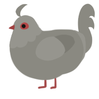 A ash chicken with a head pattern