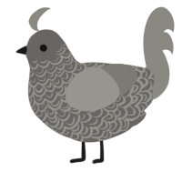 A grey and ash chicken with a double-lace pattern
