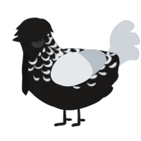 A sable and mist chicken with a half-lace pattern