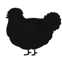 A black chicken with a head pattern