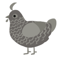 A grey and ash chicken with a lace pattern