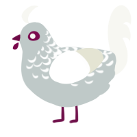 A silver and white chicken with a half-lace pattern
