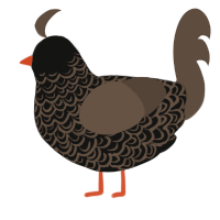 A black and bark chicken with a double-lace pattern