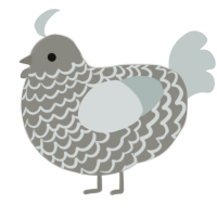 Malik, a ash and silver chicken with a lace pattern