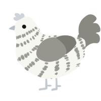 A white and ash chicken with a bar pattern