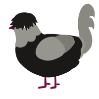 A sable and ash chicken with a head pattern