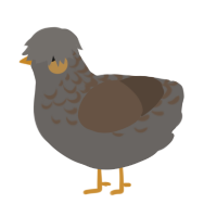 A grey and bark chicken with a half-lace pattern