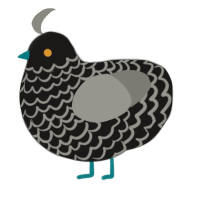 Coal, a sable and ash chicken with a lace pattern