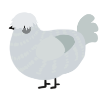 A mist and silver chicken with a bar pattern