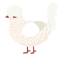 Sultan, a cream and white chicken with a lace pattern