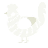 Fleet, a white chicken with a bar pattern